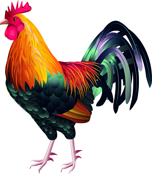 Káº¿t quáº£ hÃ¬nh áº£nh cho VECTOR GÃ TRá»NG