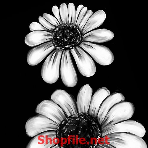 bông hoa đen trắng tranh dán tường