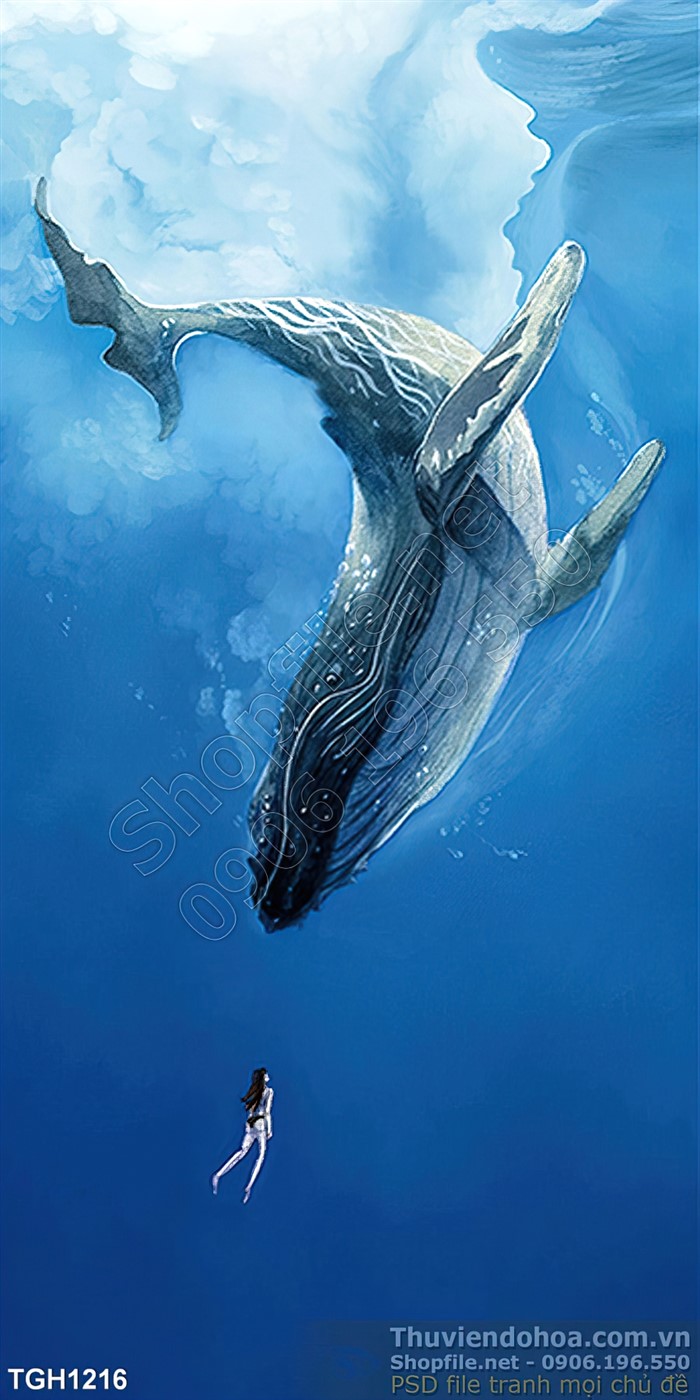44 Cá voi xanh và bầu trời ý tưởng  cá voi cá voi xanh phong cảnh