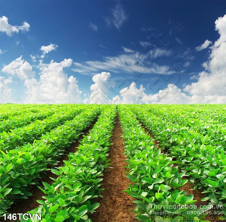 Tranh thắng cảnh Việt Nam vườn rau đẹp