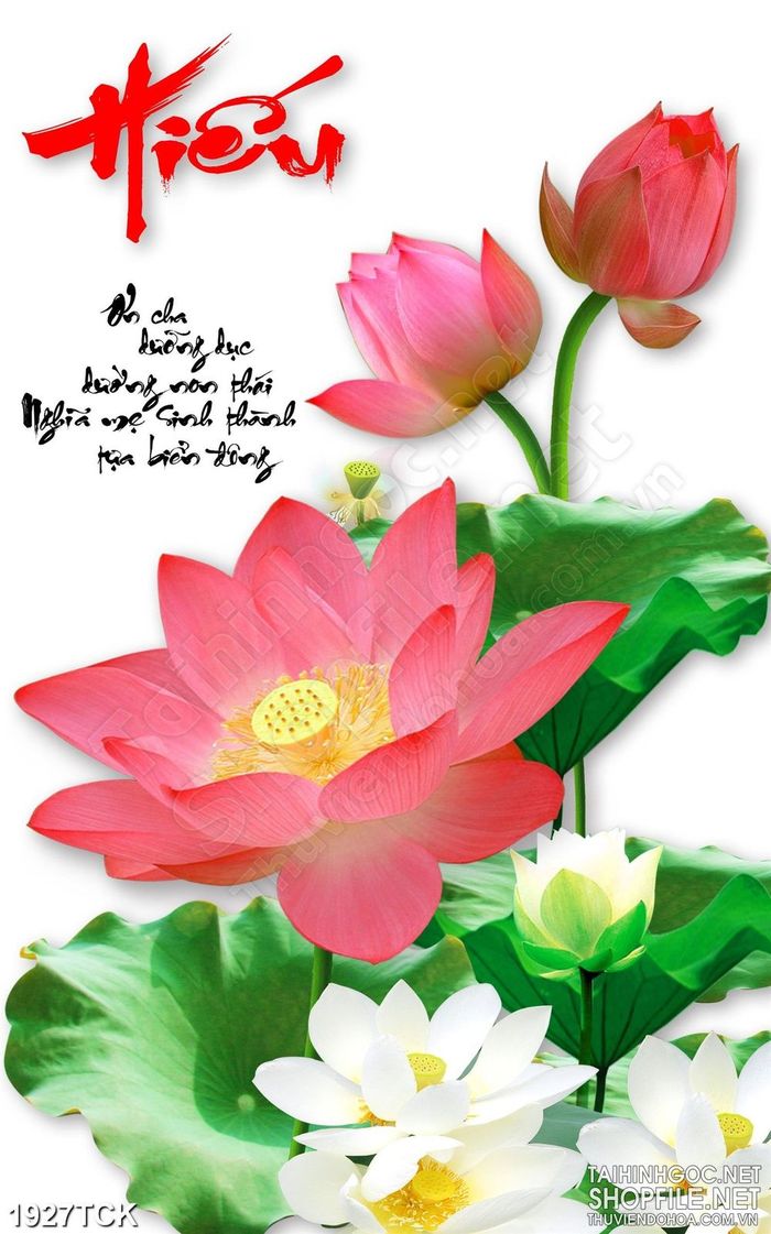 Bông sen là một loài hoa đầy nghệ thuật với sắc hồng tươi tắn và hương thơm dịu nhẹ. Hãy thưởng thức vẻ đẹp hoa sen qua hình nền tuyệt đẹp này. Bạn sẽ cảm thấy yên bình và thư thái ngay tức thì!