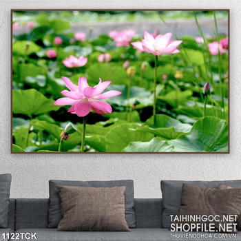 Tranh hoa sen