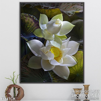 Tranh hoa sen trắng