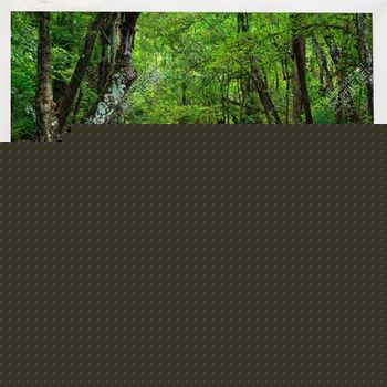 Tranh thác nước trong rừng xanh 11575NT