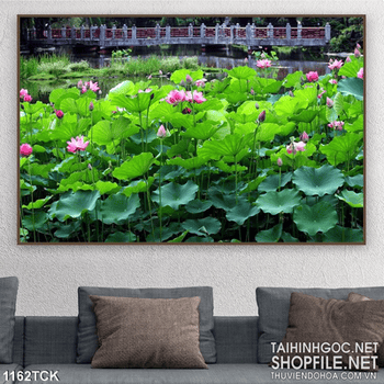 Tranh hoa sen trên hồ