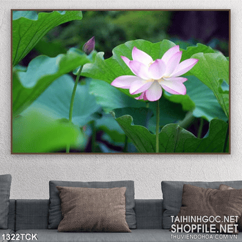 Tranh hoa sen hồng psd