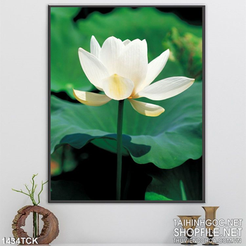 Tranh hoa sen trắng trong hồ