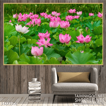 Tranh hoa sen hồng trong hồ