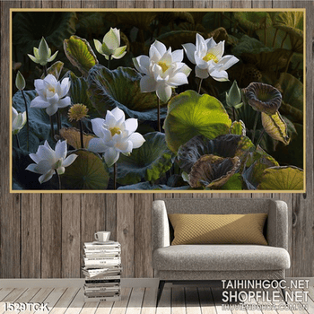 Tranh sen trắng canvas