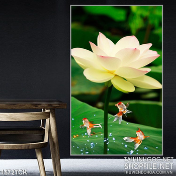 Cá Koi nhảy múa bên sen trắng