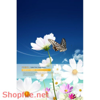 Poster hoa bướm trang trí