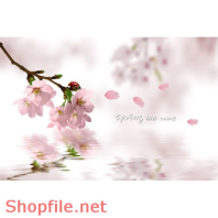 Poster cánh hoa đào