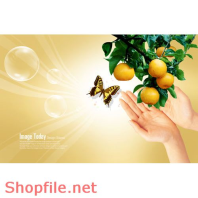 Poster chùm quýt và bướm