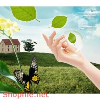 Poster bướm hoa đẹp