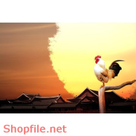 Poster gà gáy buổi sáng