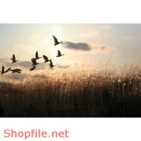 Poster đồng cỏ và chim bay