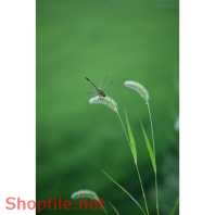 Poster hoa và chuồn chuồn