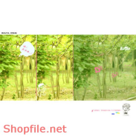 phông ghép khung ảnh cưới linh tinh mà đẹp PSD