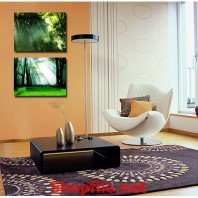 ánh sáng xen qua tán cây