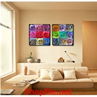 những bông hoa hồng muôn sắc