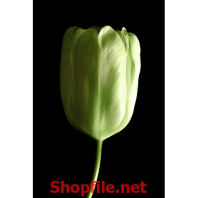 bông hoa trắng đơn thân