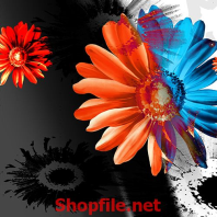 bông hoa màu cam trên nền đen