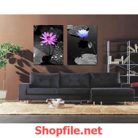 bông hoa súng và sen trong đầm