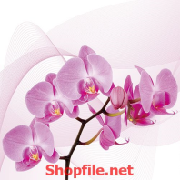 cây phong lan hồng