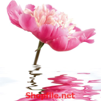 những bông hoa khoe sắc mùa xuân