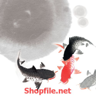 chú cá chép đang bơi