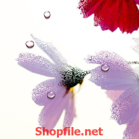 bông hoa dại ướt sương mai