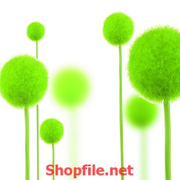 những mầm non đang xanh tươi