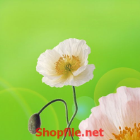 bông hoa trắng trên đồng cỏ dại