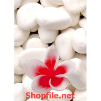 những viên sỏi trắng tinh