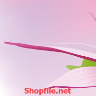 bông hoa sen hồng trắng