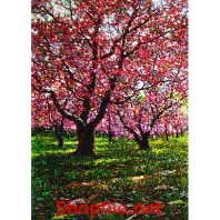 rừng cây đầy sắc hồng