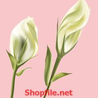 nhành hoa giấy màu trắng