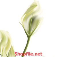 cây hoa tuy líp trắng