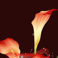 cây hoa tuy líp đỏ hồng