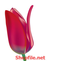 hoa tuy líp đỏ thẳm