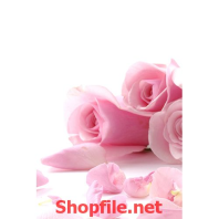 bó hoa hồng tình yêu