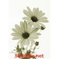 tranh dán tường lọ hoa trắng tinh