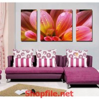 bông hoa tím hồng sớm mai