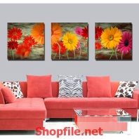 những bông hoa cúc đua sắc