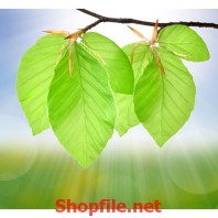 giấy dán tường chiếc lá xanh