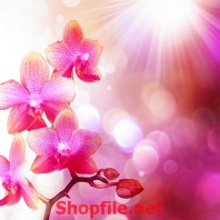 giấy dán tường hoa phong lan