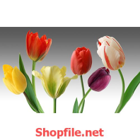 tranh dán tường bông hoa ly muôn sắc