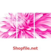 bông hoa cúc hồng