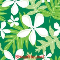 giấy dán tường bông hoa trắng 5 cánh