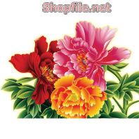 Vector cúc đỏ cúc hồng cúc vàng